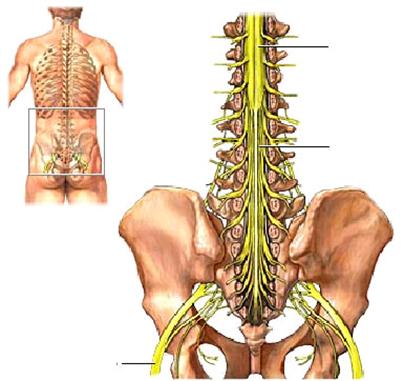 Hội chứng đuôi ngựa