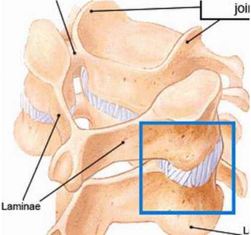 Chồi xương mỏm móc