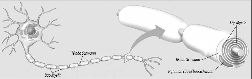 Hội chứng Guillain – barré: Nguy hiểm cho cơ quan thần kinh