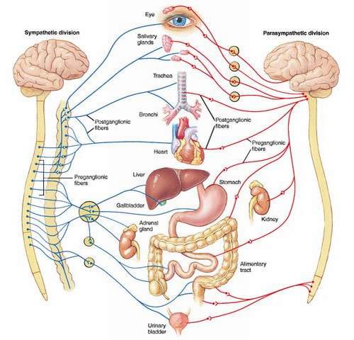 Rối loạn thần kinh thực vật: nguyên nhân và cách trị