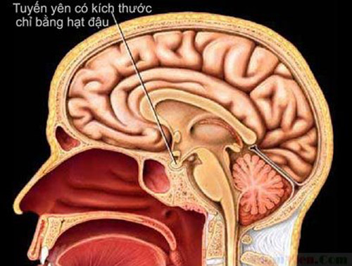U tuyến yên: căn bệnh hiếm gặp của Wanbi Tuấn Anh