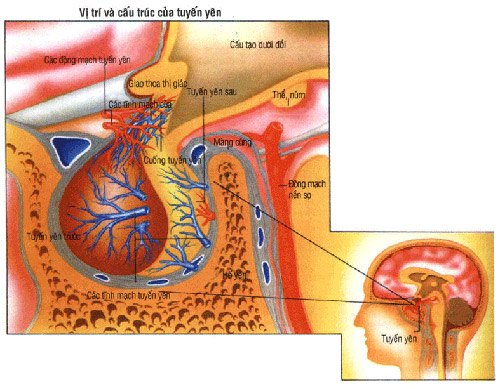 U tuyến yên: căn bệnh hiếm gặp của Wanbi Tuấn Anh