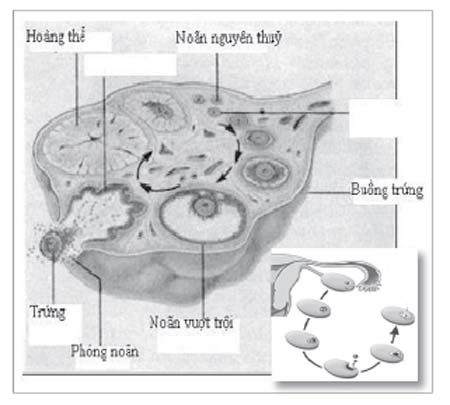Đau bụng dưới do rụng trứng