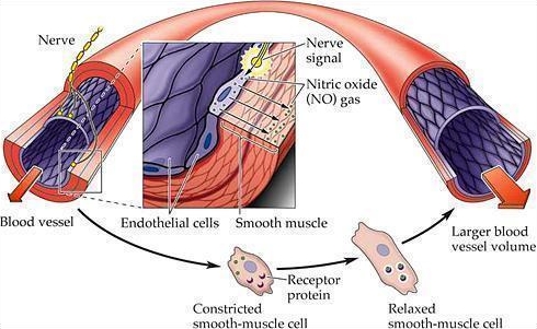 Vai trò của oxid nitric trong cơ thể