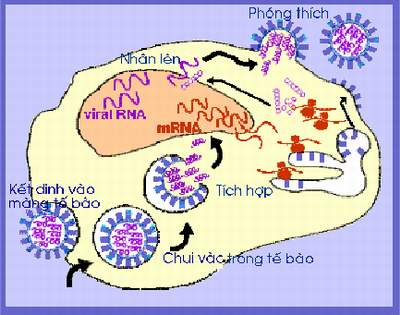 Dùng thuốc kháng cúm tamiflu như thế nào?
