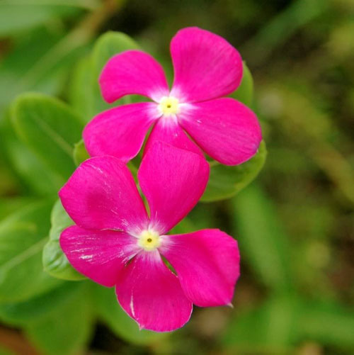 Cây bóng nước chữa đau lưng