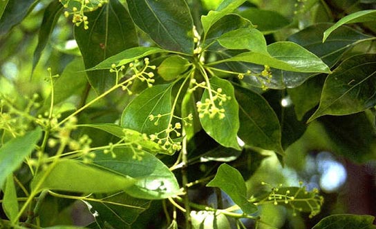 Vị thuốc quý long não