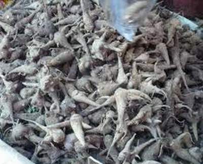 Ngộ độc củ ấu tàu – Nguy hiểm tới tính mạng