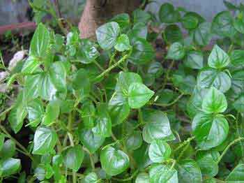 Cây đơn buốt chống viêm
