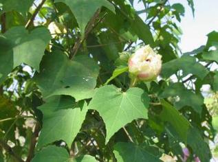 Lá phù dung – Vị thuốc giảm sưng đau