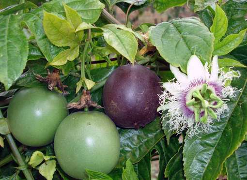 Bài thuốc trị chứng hiếp thống