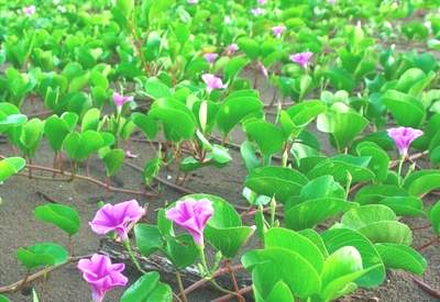 Cây muống biển