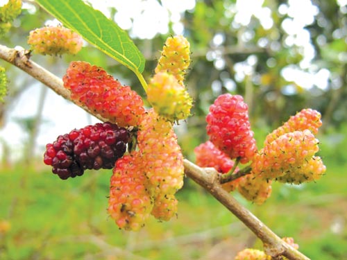 Dâu tằm