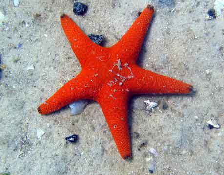 Sao biển có thể chữa viêm?