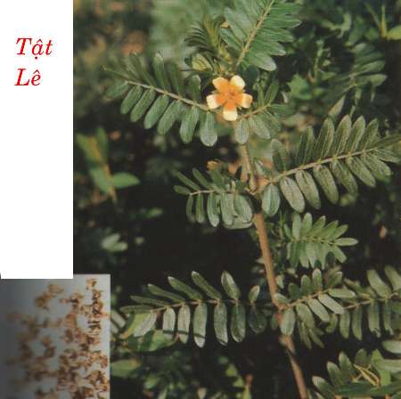 Tật lê