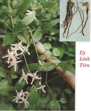 Dây ruột gà làm thuốc chữa đau xương