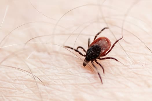 Getty_rf_lyme_disease